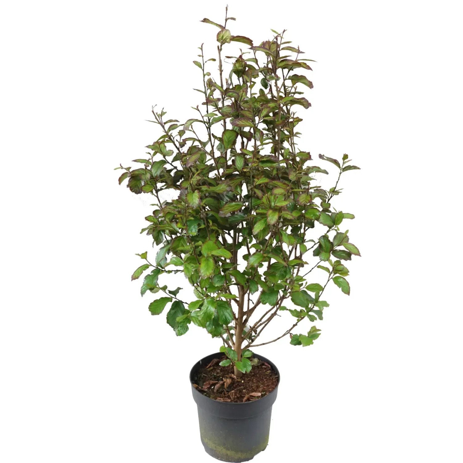 Eisenholzbaum Persian Spire Höhe ca. 60-80 cm Topf ca. 6 l Parrotia persica