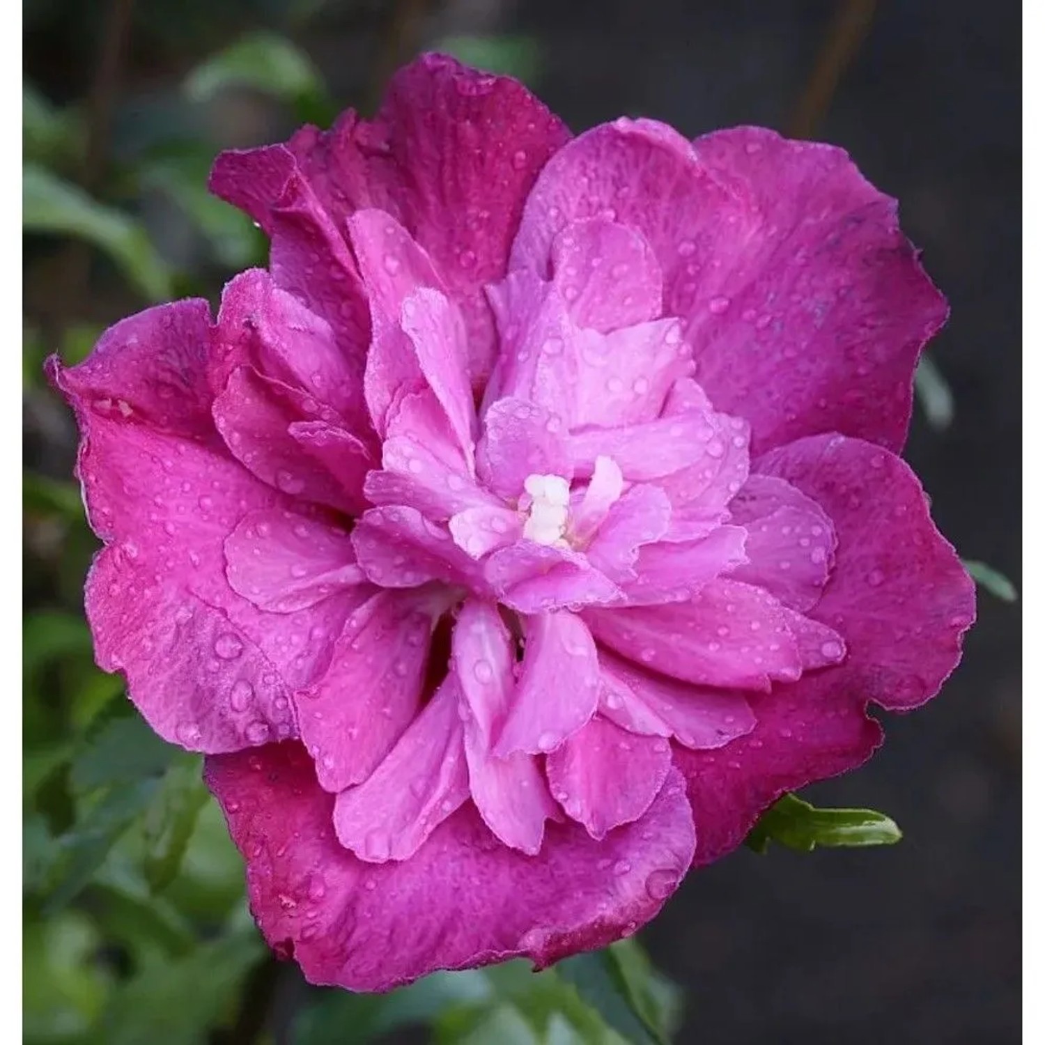 Garteneibisch Purple Ruffles 60-80cm - Hibiscus