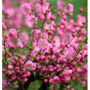 Mandelbäumchen Rosenmund mit üppigen, rosa Blüten. Zierstrauch für Garten und Beet.