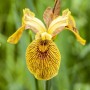 Nahaufnahme einer gelben Sumpfschwertlilie (Iris Pseudacorus) im 9x9 cm Topf.