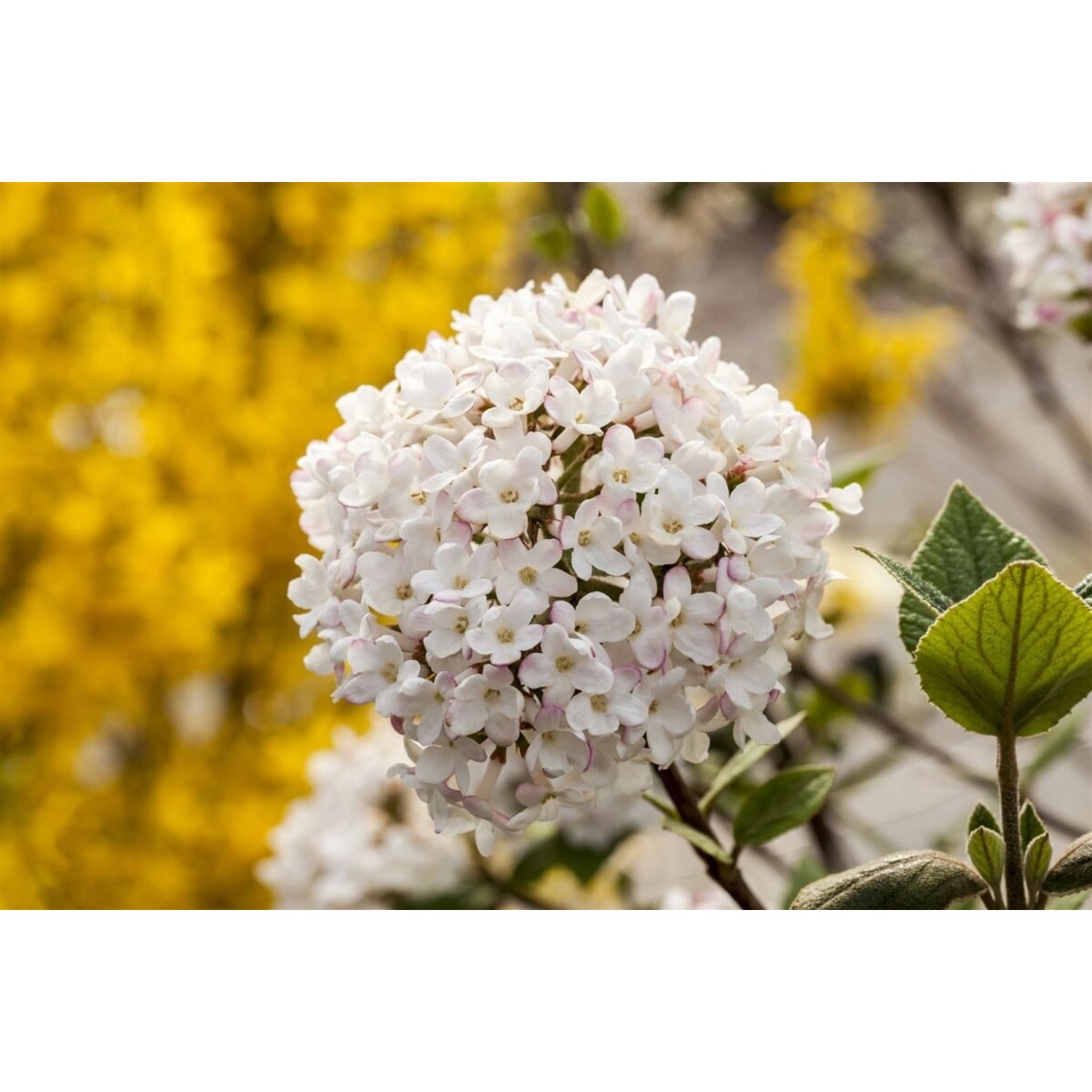 Viburnum Carlesii Duft-Schneeball Weiß-Rosa 60–80 cm günstig online kaufen