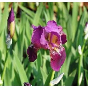 Nahaufnahme einer violetten Schwertlilie (Iris barbata) mit grünen Blättern im Hintergrund.