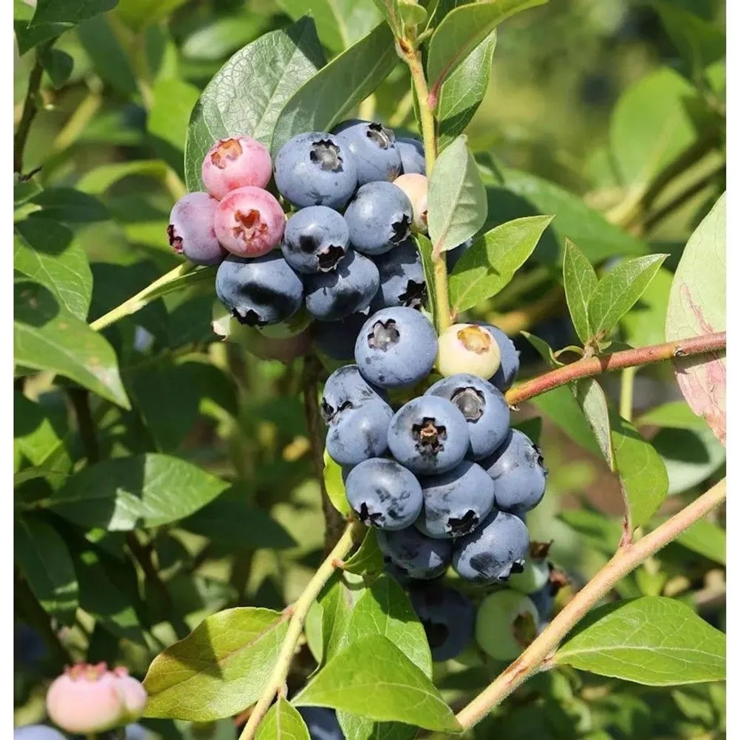 Heidelbeere Jersey 40-60cm - Vaccinium corymbosum