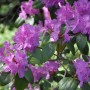 Nahaufnahme des kleinblütigen Rhododendron minus mit lila Blüten und grünen Blättern.