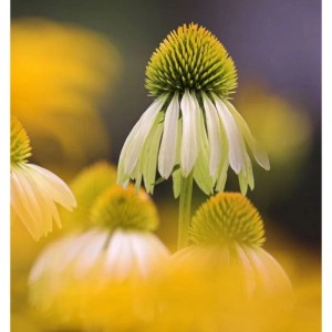 Gelber Sonnenhut (Echinacea purpurea) im Detail, Stauden-Blüte.