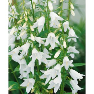 Nahaufnahme der weißen Kaukasus-Glockenblume (Campanula Sarmatica) im 9x9 cm Topf.