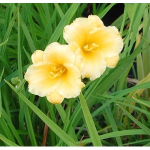 Gelbe Taglilie 'Mini Stella' im Gartenbeet, Nahaufnahme der Blüten. Stauden für sonnige Standorte.