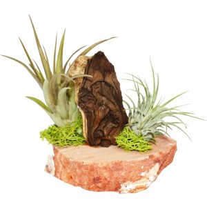 Tillandsien-Arrangement mit 2 Pflanzen auf Regenbogenplatte, exotische Deko für Innenräume.