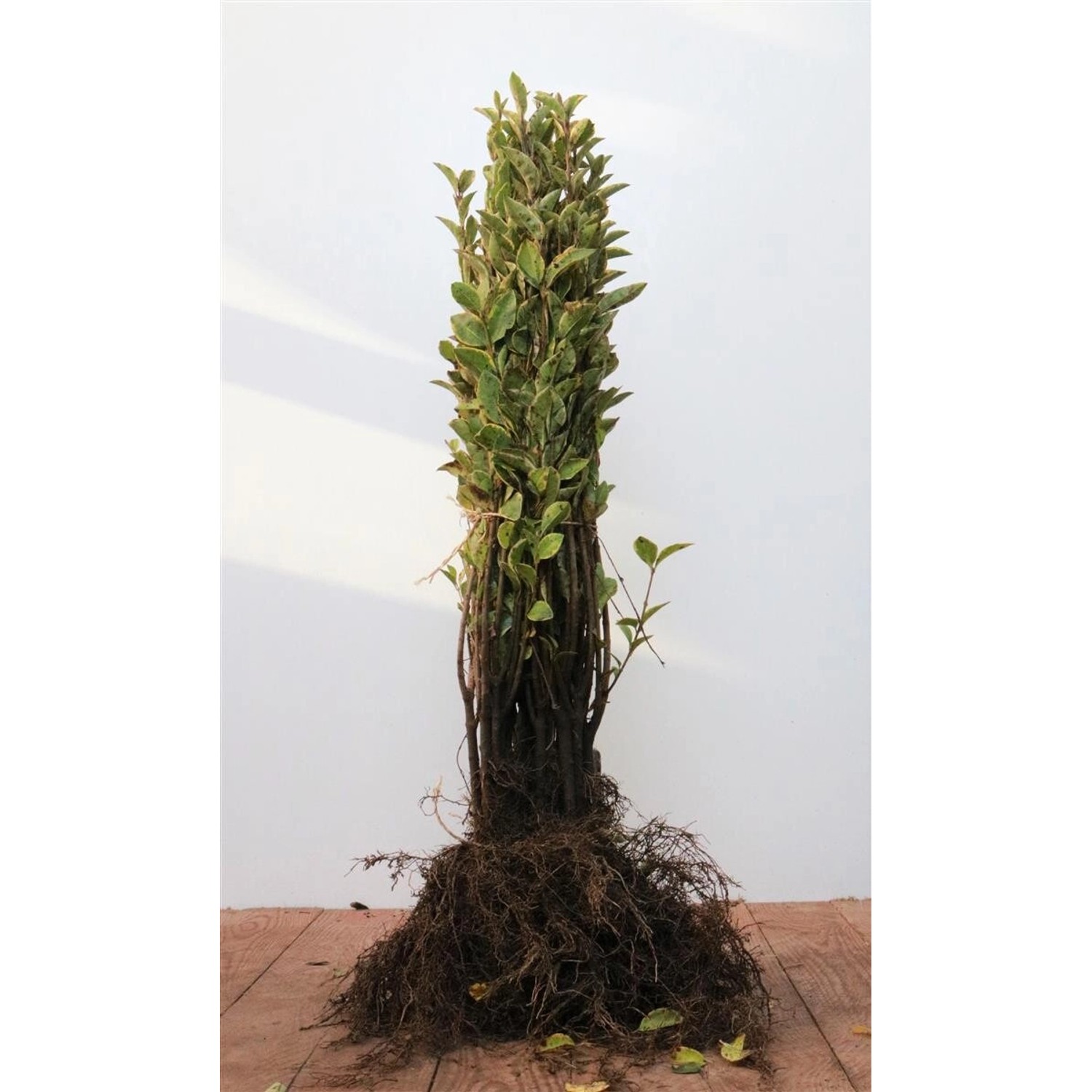 Ligustrum ovalifolium 'Aureum' 30-50 cm günstig online kaufen