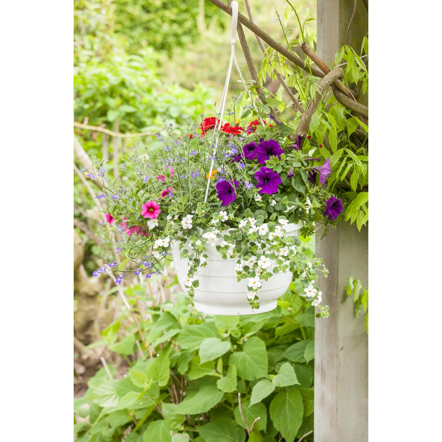 Bunte Misch-Blumenampel (Topf Ø 25cm) mit roten, pinken, lila und weißen Blüten, hängend im Garten.