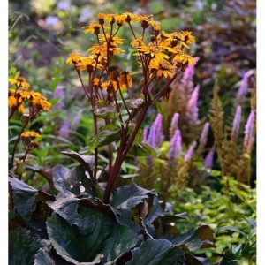 Greiskraut 'dunkellaubig' (Ligularia dentata) mit gelben Blüten und dunklem Laub im Garten.