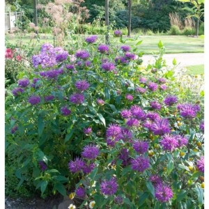 Blühende Indianernessel 'Bee Free' (Monarda fistulosa) im Gartenbeet.