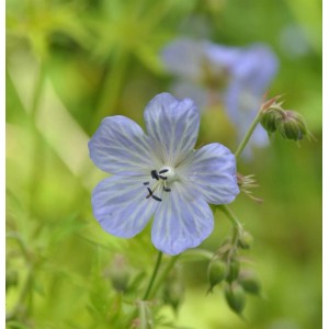 Nahaufnahme einer hellblauen Wiesenstorchschnabel Mrs. Kendall Clark Blüte.