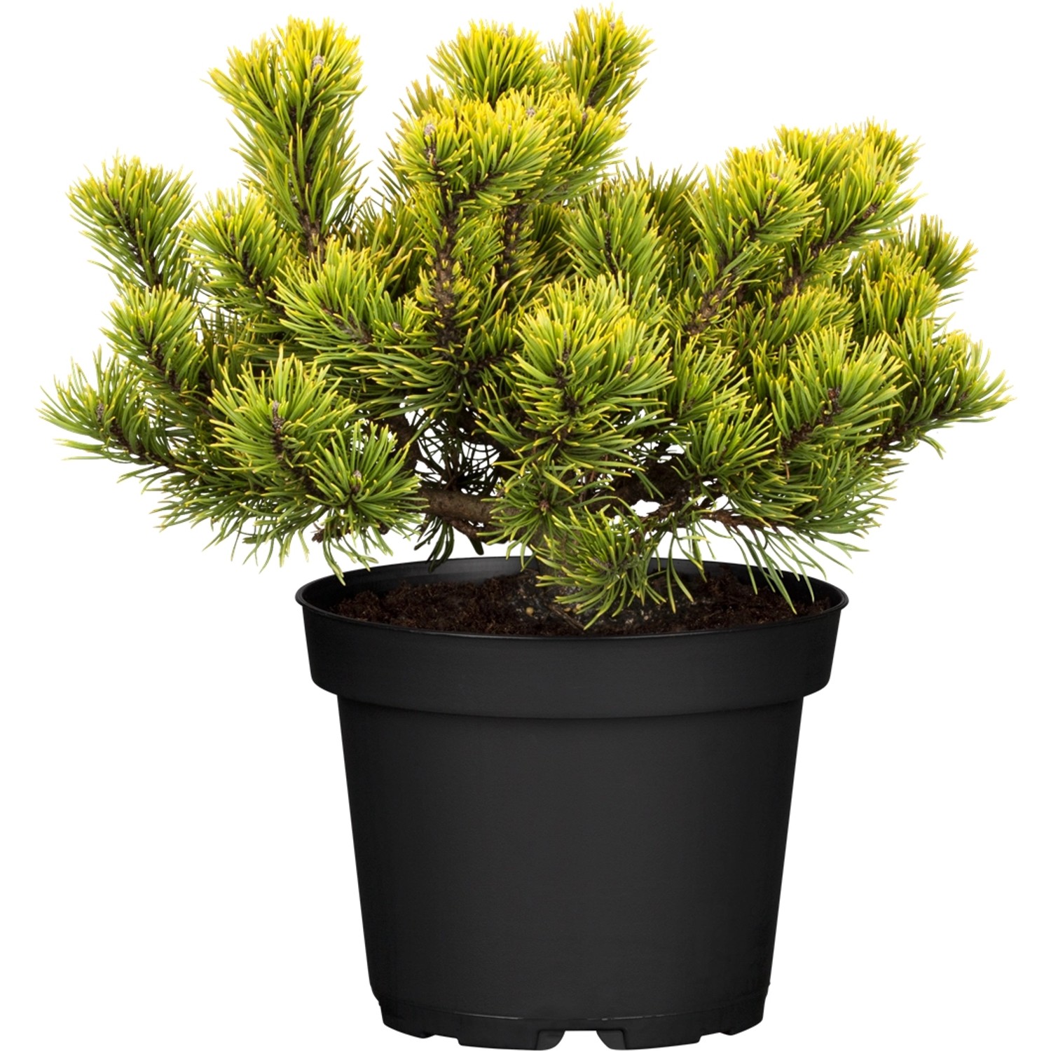 OBI Zwergkiefer Wintergold Höhe ca. 20 - 30 cm Topf ca. 4,6 l Pinus mugo günstig online kaufen