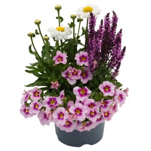 Bloomix Beetpflanzen-Mix im Topf: Margeriten, Salbei und rosa Zauberglöckchen, ca. 50-70cm hoch.