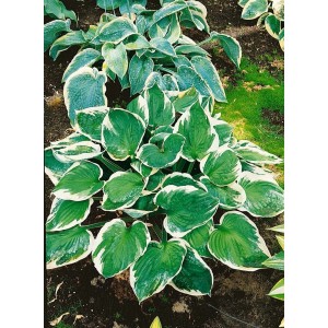Funkie 'Minuteman' (Hosta) im Topf, grüne Blätter mit weißem Rand. Schattenstaude für Beet und Kübel.