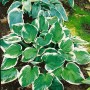 Funkie 'Minuteman' (Hosta) im Topf, grüne Blätter mit weißem Rand. Schattenstaude für Beet und Kübel.