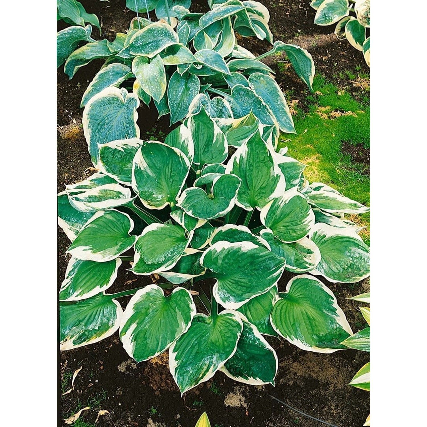 Hosta X Fortunei Minuteman Funkie Ca. 11x11 cm Topf günstig online kaufen