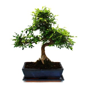 Exotenherz Bonsai Ulmus Parviflora im Geschenkset mit Schale, Dünger und Schere.