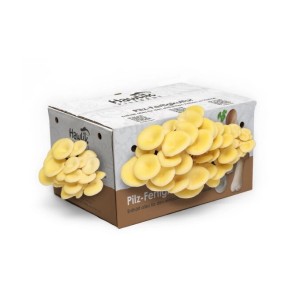 Hawlik Pilzbrut Große Limonenpilz-Kultur zum Pilze Züchten Komplettset für Pilzzucht Zuhause