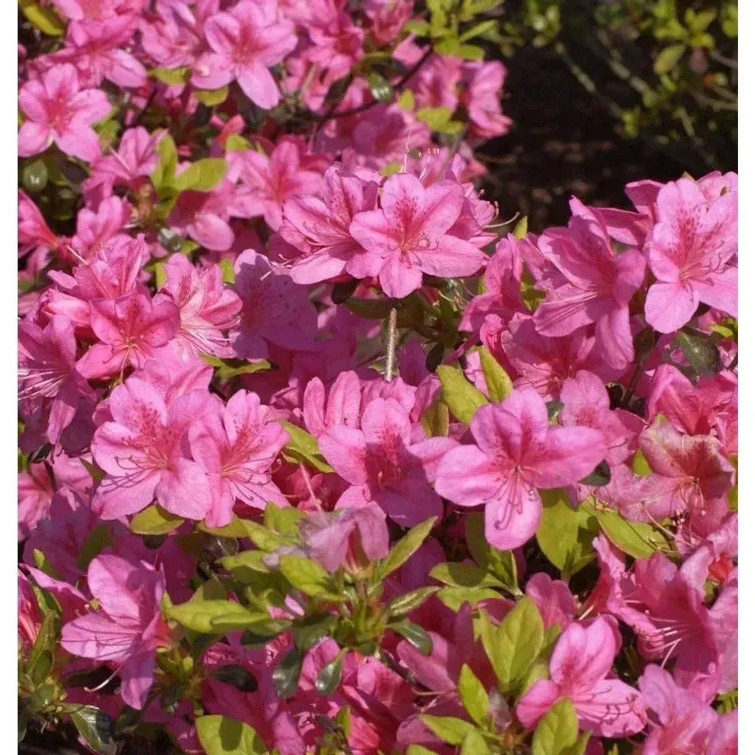 Japanische Azalee Rosalind 30-40cm - Rhododendron obtusum - Zwerg Alpenrose