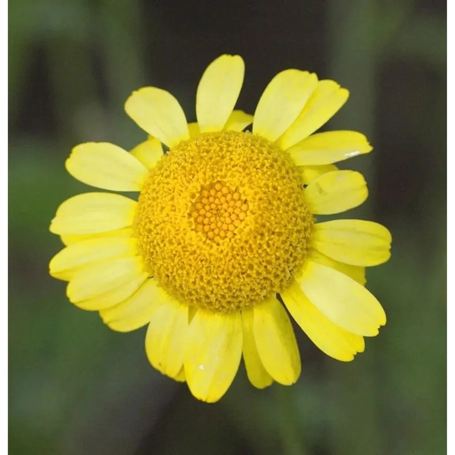 Färberkamille - Anthemis tinctoria