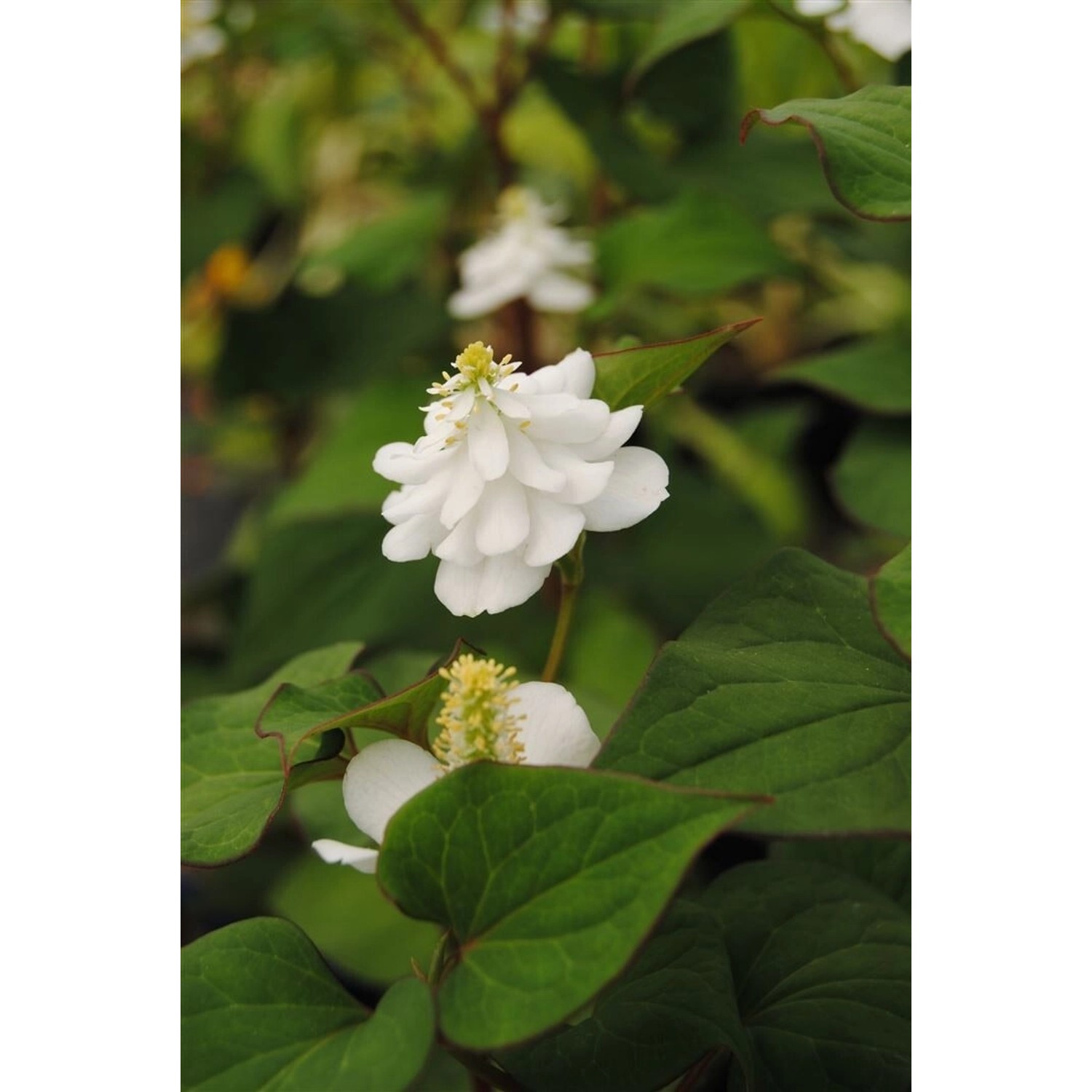Houttuynia Cordata Plena Herzblatt Ca. 9x9 cm Topf Buntlaubig günstig online kaufen