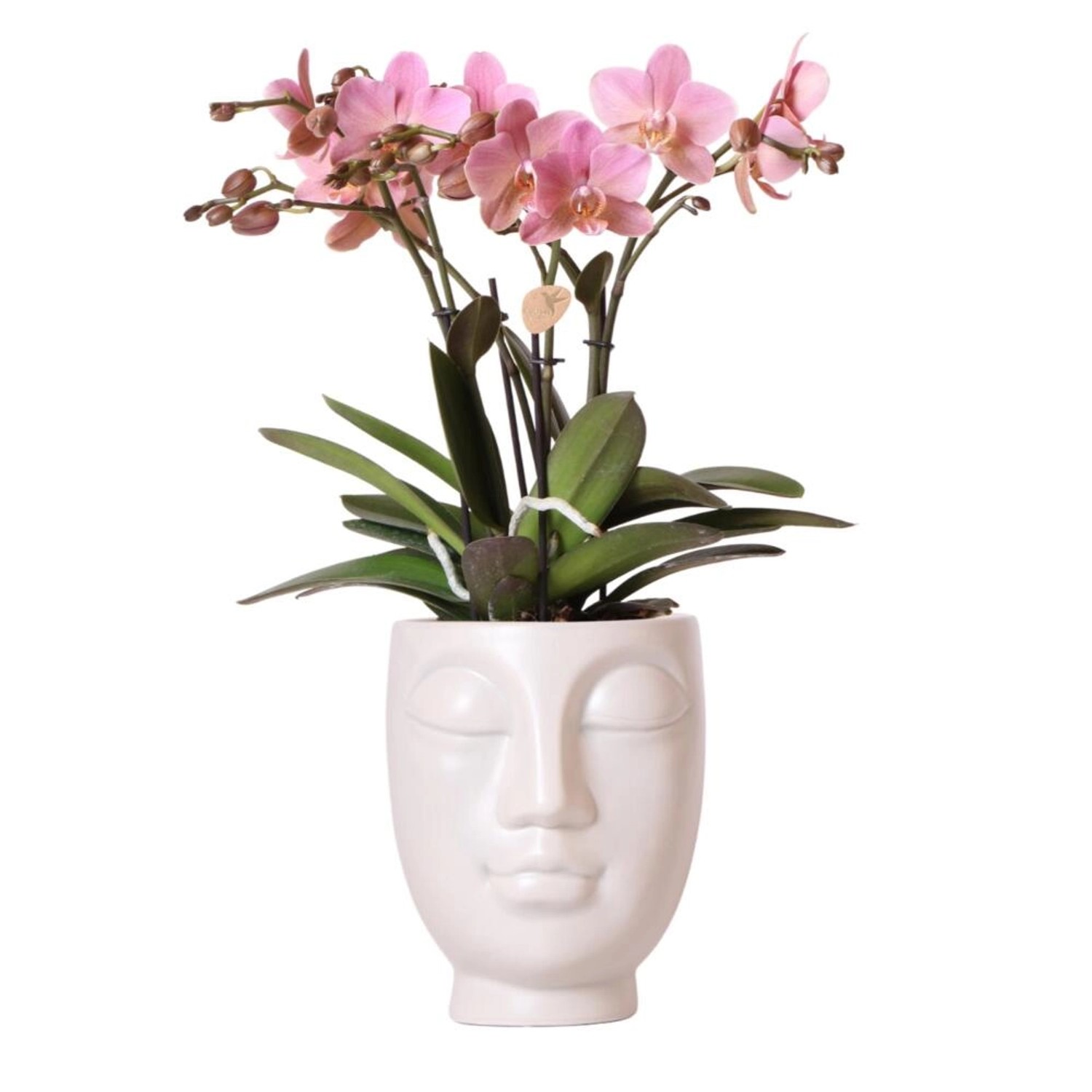 Kolibri Orchideen – Rosafarbene Phalaenopsis Orchidee im Weißen Face to Face Siertopf – Topfgröße 12 cm