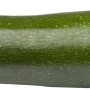 Grüne Zucchini, ca. 9 cm Topf, essbares Fruchtgemüse.