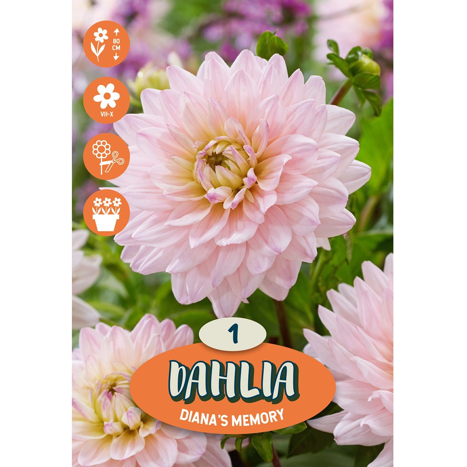 Dahlia ''Diana's Memory'' 1 Stück kaufen bei OBI