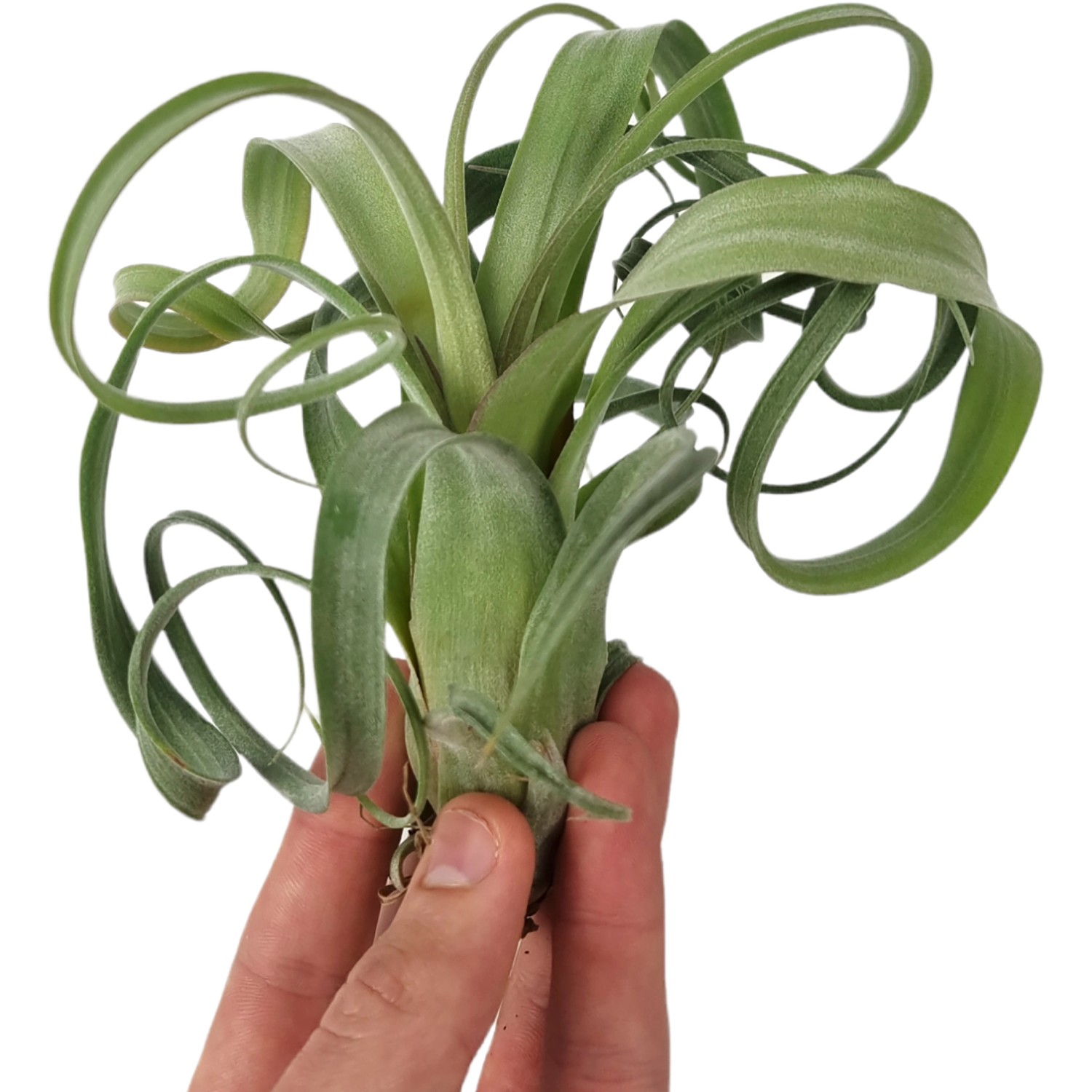 Kleine, grüne Tillandsie (Höhe ca. 6 cm) mit spiralförmigen Blättern in der Hand.