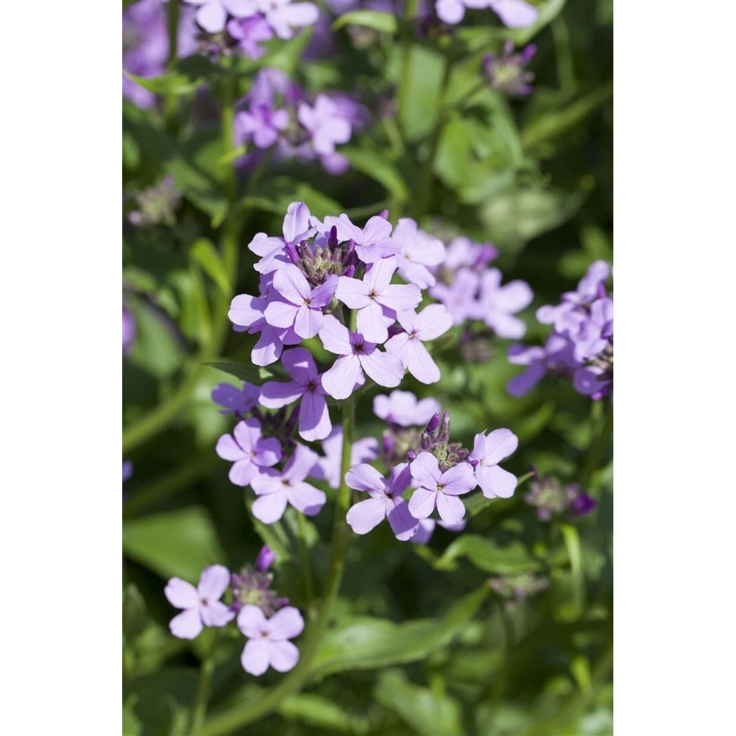 Hesperis Matronalis Nachtviole Ca. 9x9 cm Topf günstig online kaufen