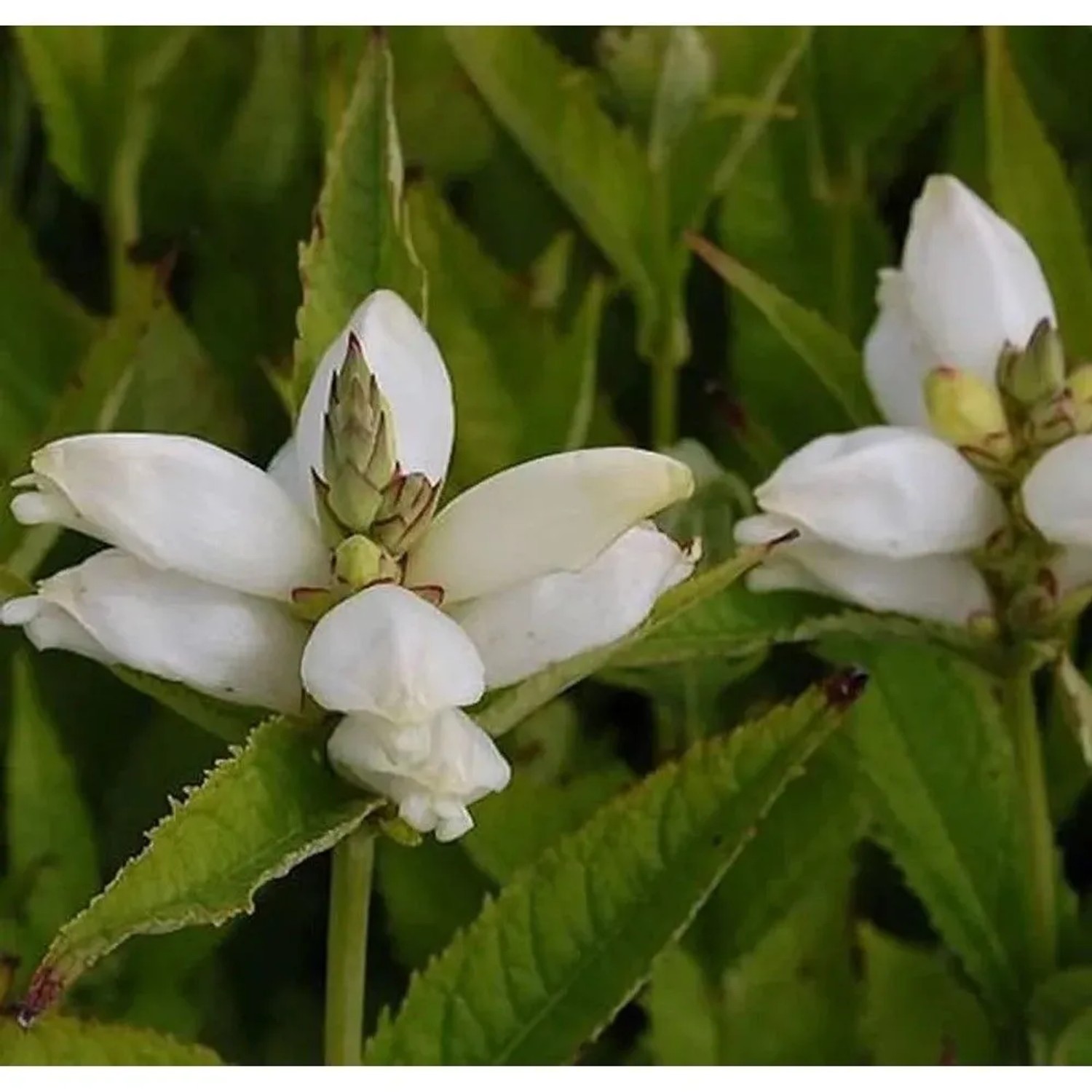 Schildblume Alba - Chelone obliqua