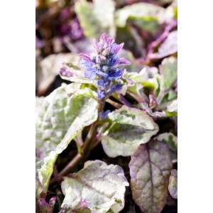 Bunter Günsel 'Burgundy Glow' mit blauen Blüten und dreifarbigem Laub im Topf.