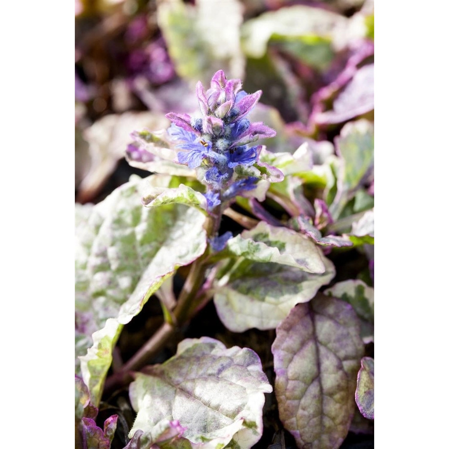 Ajuga Reptans Burgundy Glow Günsel Buntes Laub Ca. 9x9 cm Topf günstig online kaufen