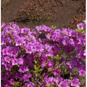 Japanische Azalee 'Blaue Donau' mit violetten Blüten im Garten.