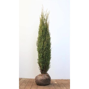 Thuja 'Aurescens', 175-200 cm, als Heckenpflanze mit grünem Laub für den Garten.