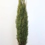 Thuja 'Aurescens', 175-200 cm, als Heckenpflanze mit grünem Laub für den Garten.