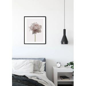 Komar Wandbild Rose, 40x50 cm, im schwarzen Rahmen. Detailaufnahme einer zarten, hellrosa Rose.