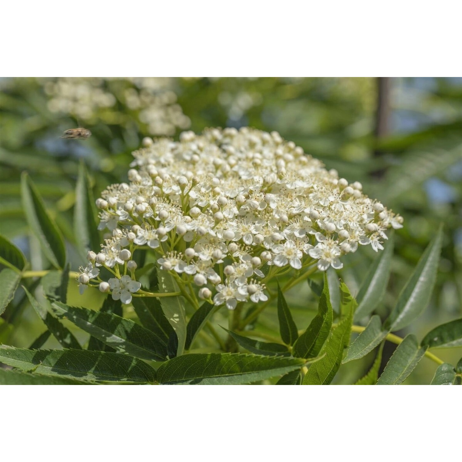 Sorbus Burka Eberesche 60–100 cm Dunkelrote Beeren günstig online kaufen
