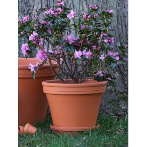 Terrakotta Pflanztopf (Ø 31 cm) mit blühender Pflanze, ideal für Garten und Terrasse.