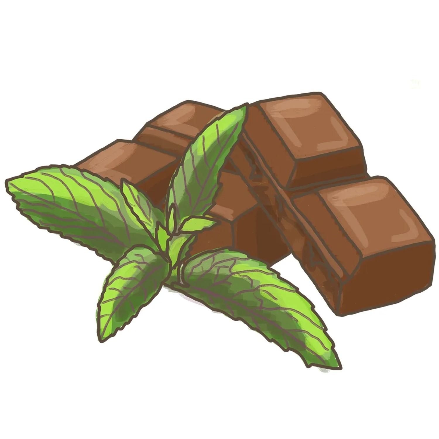 Illustration: Schoko-Minze (Mentha) mit Schokoladenstücken. Küchenkräuter für Desserts.