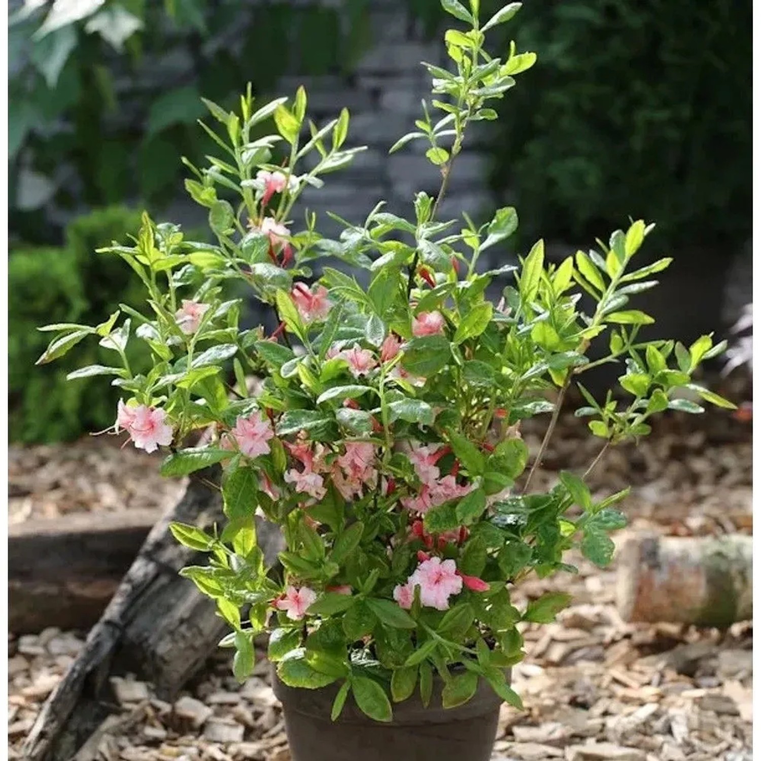 Azalee Corneille 30-40cm - Rhododendron,uteum - Alpenrose