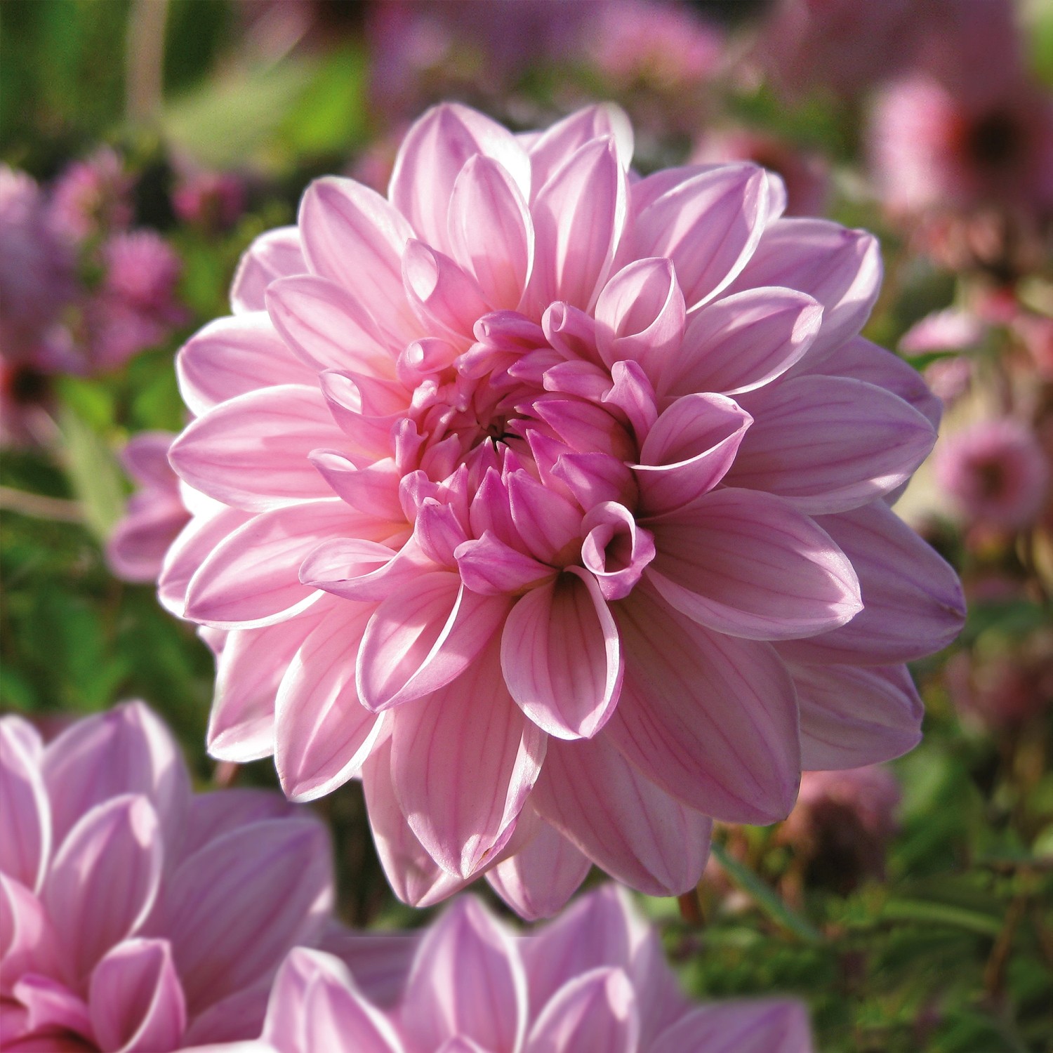 Dahlien decorativ "Lavender Perfection" 1 Stück kaufen bei OBI