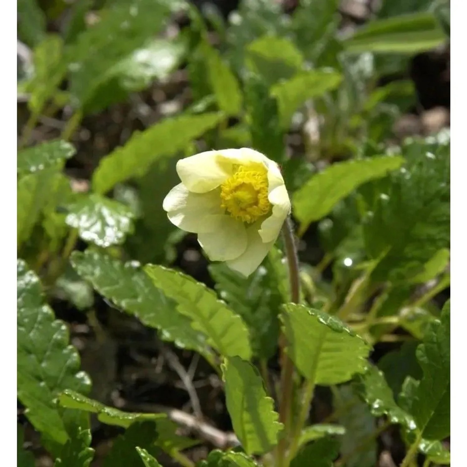 Silberwurz Sudermann - Dryas suendermannii