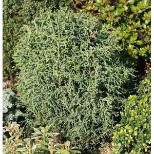 Korallenartige Scheinzypresse, blaugrüne Gartenpflanze im Beet, 30-40 cm hoch.