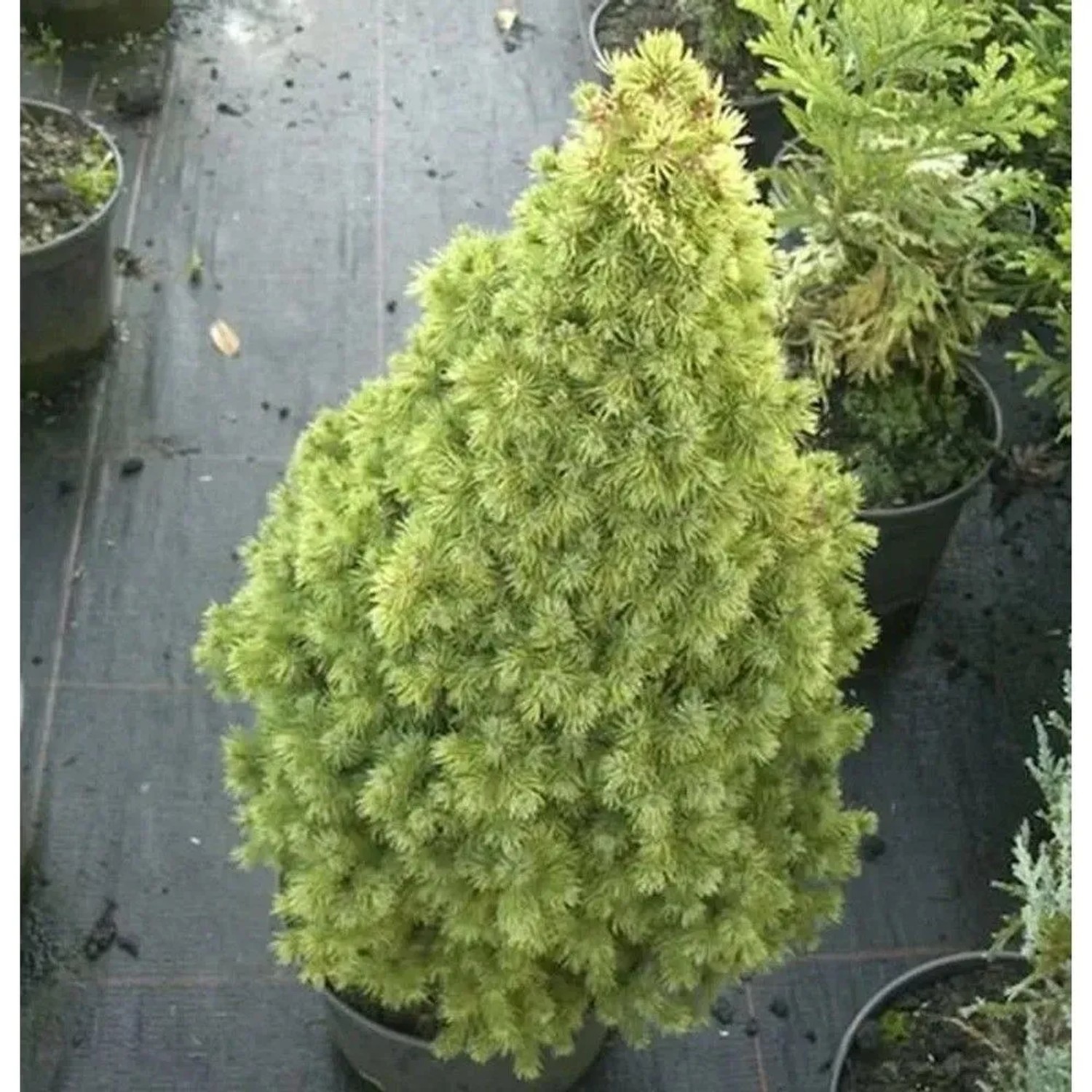 Zuckerhutfichte Rainbows End 30-40cm - Picea glauca