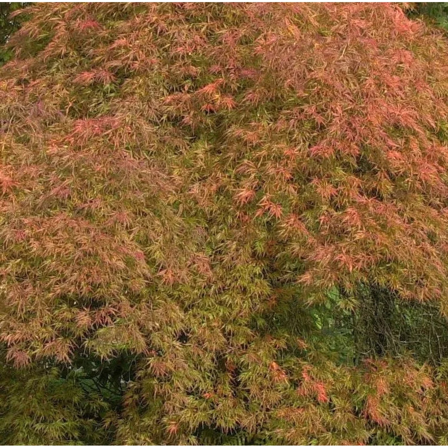 Hochstamm Fächerahorn Ellen 80-100cm - Acer palmatum