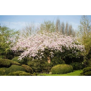 Hängekirsche (Prunus Subhirtella) mit rosa Blüten, Stammhöhe 80 cm, im Garten.