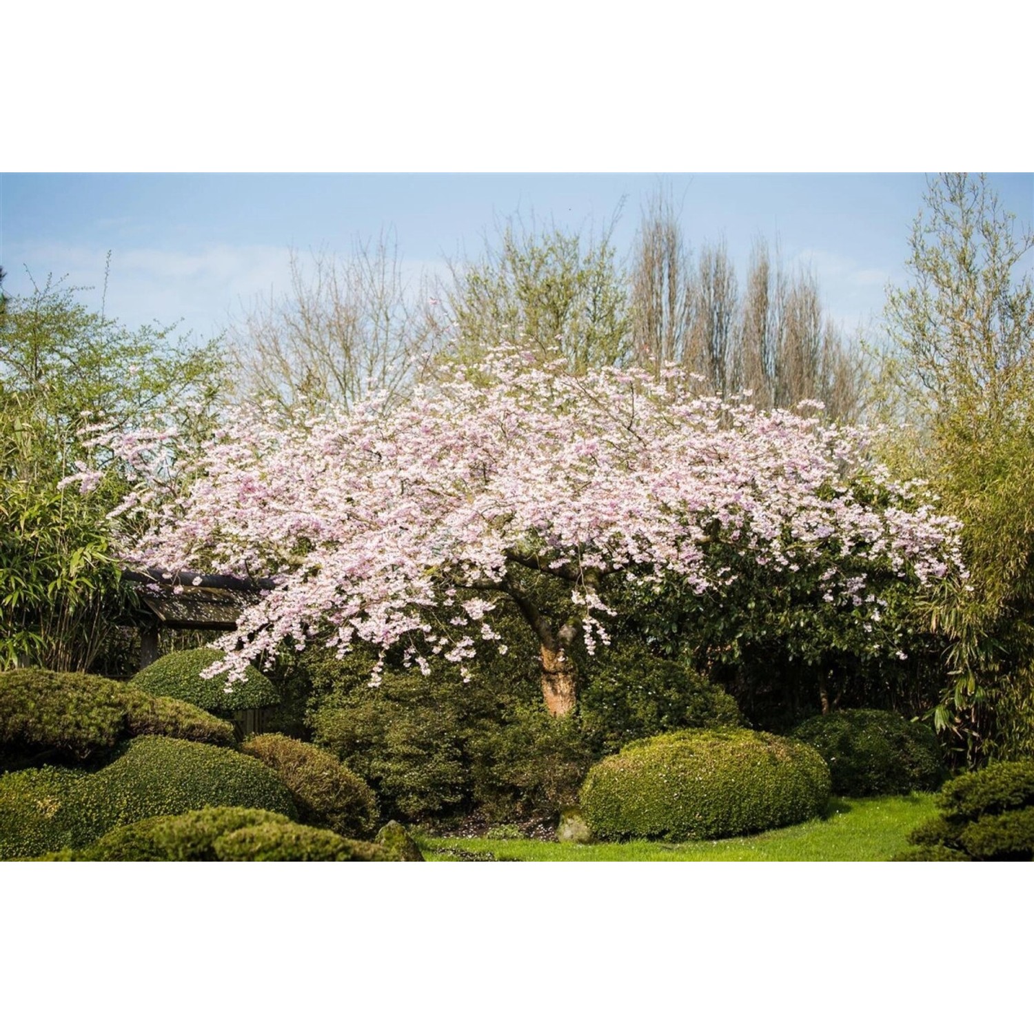 Prunus Subhirtella Pendula Rubra Hängekirsche Rosa Blüten 80 cm Stammhöhe günstig online kaufen